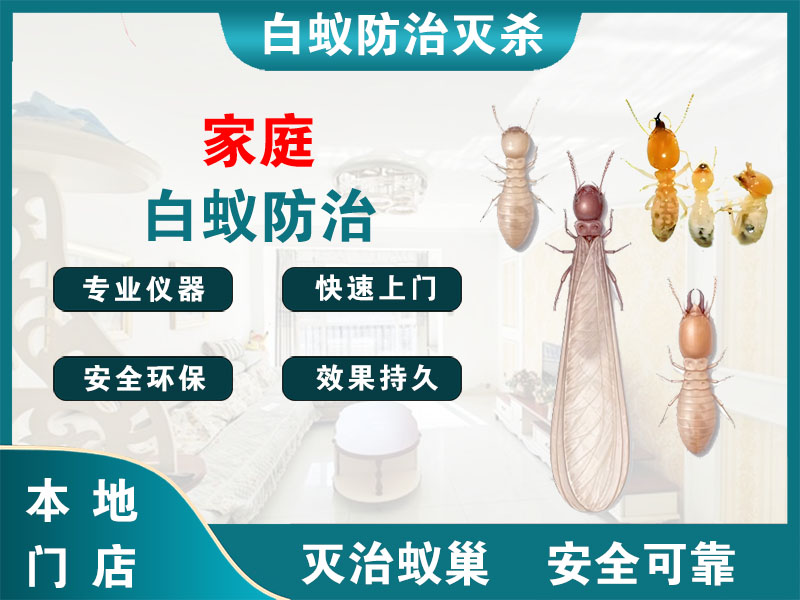长宁区家庭白蚁防治
